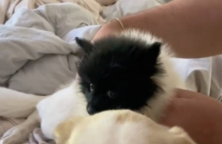 cane lenzuola amici pelosi