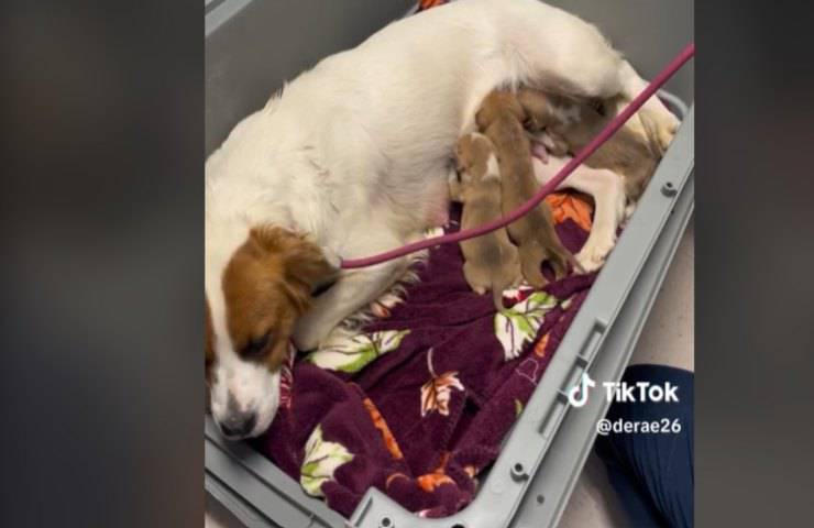 Cagnolina adotta e allatta 11 cuccioli
