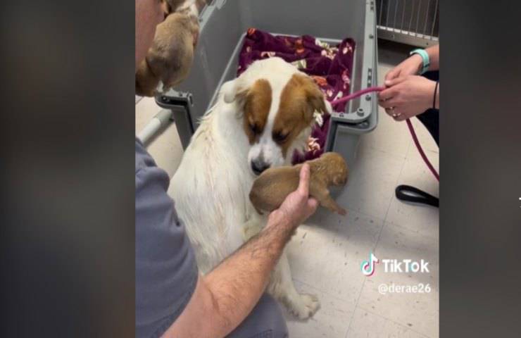Cagnolina adotta e allatta 11 cuccioli