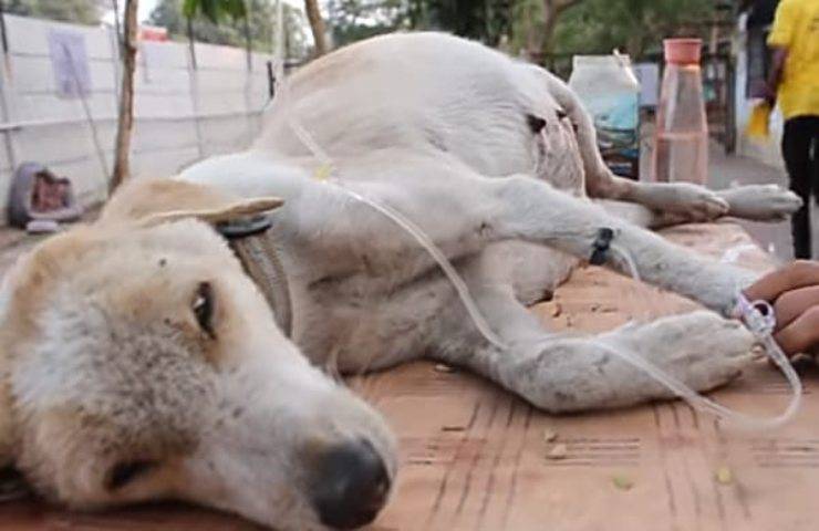 Pensavano che la cagnolina fosse incinta ma la verità era un altra