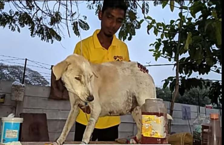 Pensavano che la cagnolina fosse incinta ma la verità era un altra