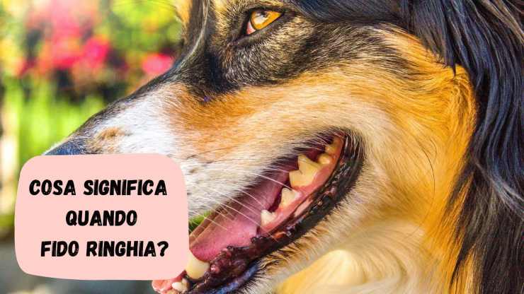 Cosa vuole dire il cane quando ringhia Cosa significa se fido ringhia