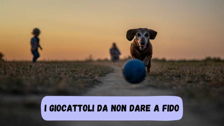 Non dare al tuo cane giocattoli di questo colore Non dare giochi di questo colore a fido
