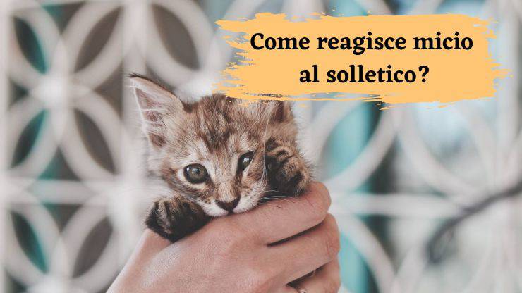 Vuoi fare il solletico al gatto Il solletico al felino