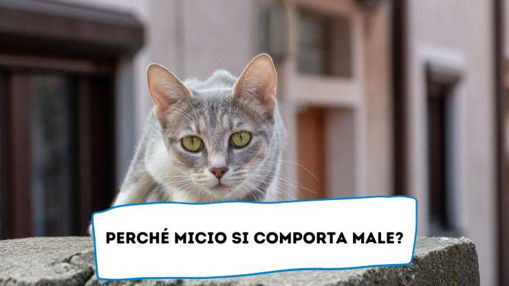 Il tuo gatto si comporta male Il peloso si comporta male