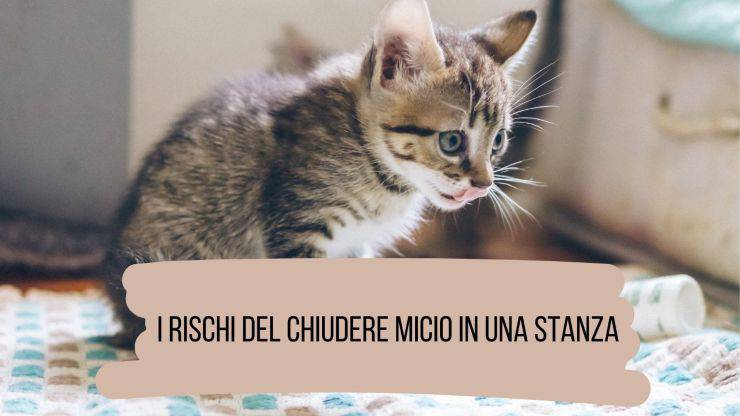 Lasciare micio in una stanza 