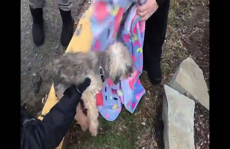 Cane scompare per 3 giorni