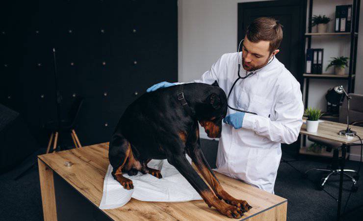 cane dal veterinario