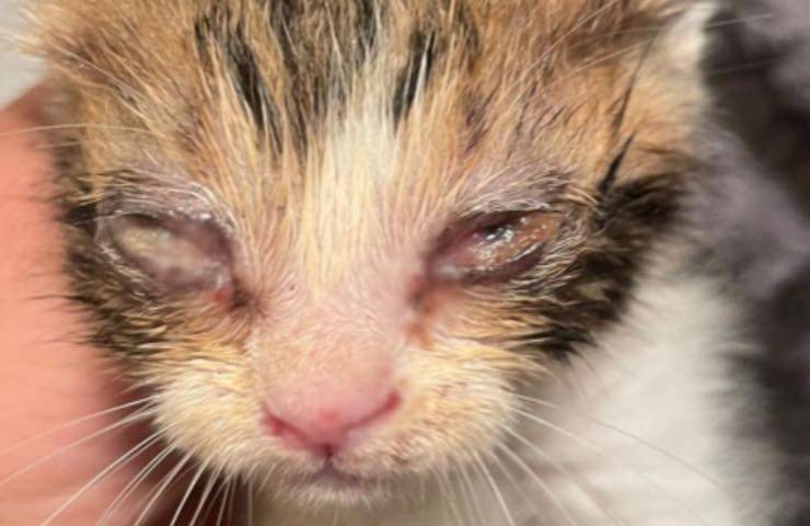 gatti crudeltà lasciati soli