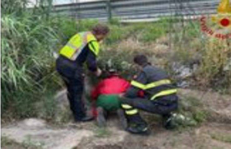Vigili del Fuoco Salvano in Tempo Due Cuccioli di Cane Sotto l'Autostrada