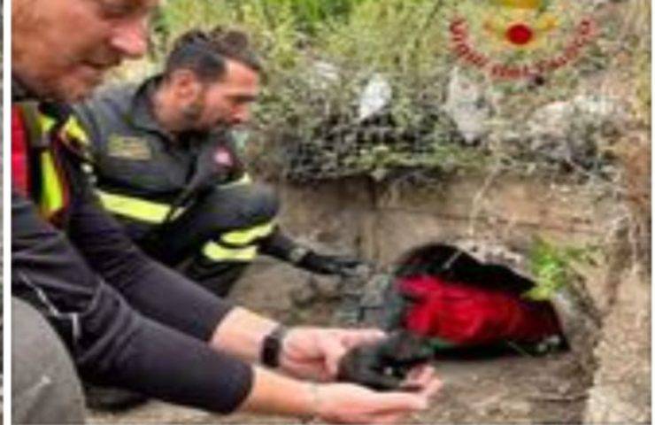 Vigili del Fuoco Salvano in Tempo Due Cuccioli di Cane Sotto l'Autostrada