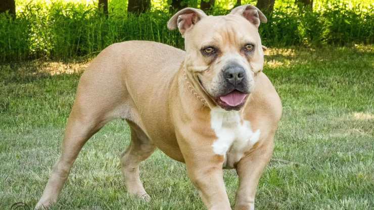 cane abbandonata incinta