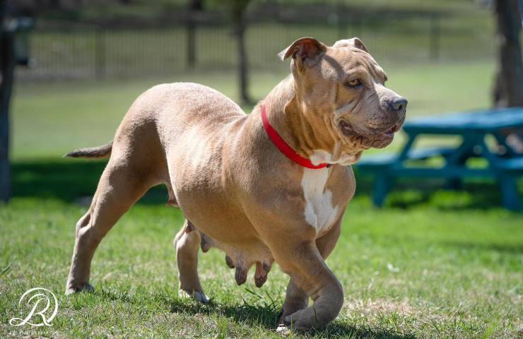 cane abbandonato incinta