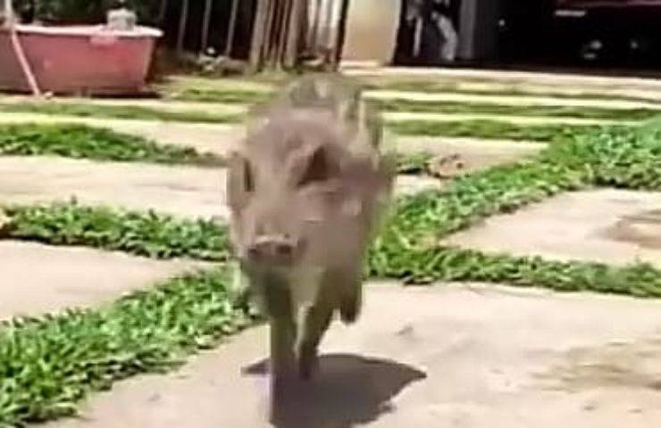 Cucciolo di cinghiale crede che il cane sia la sua mamma