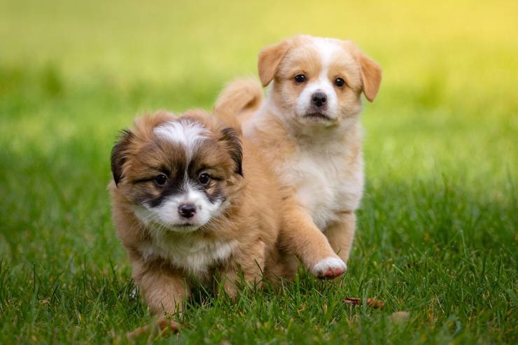 I pets di piccola taglia