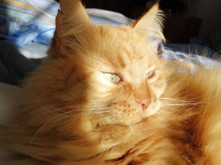 arancino il gatto