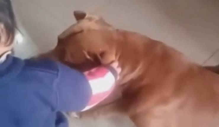 bambino accarezza il cane
