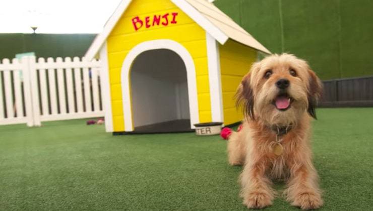 Cane di Beniamino