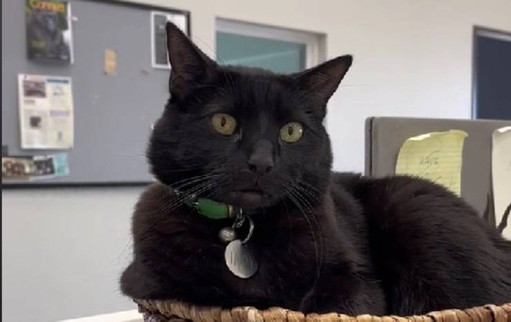 Gatto nero 