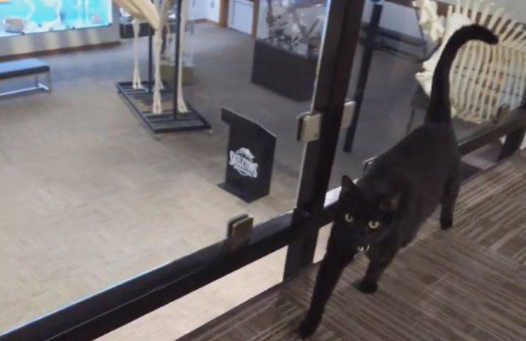 gatto randagio museo 