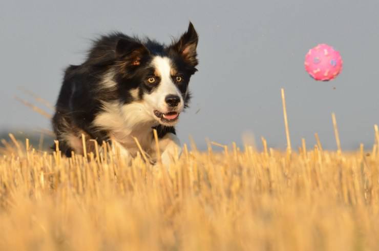 cane insegue pallina