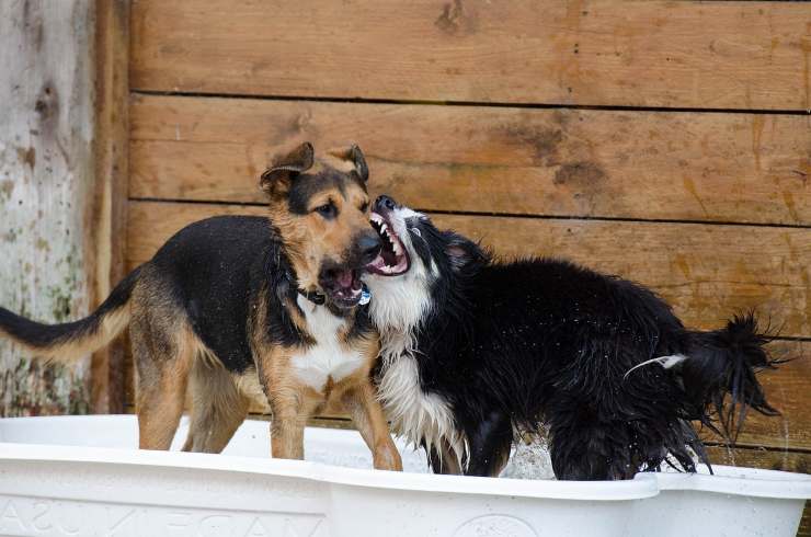 scontro tra cani