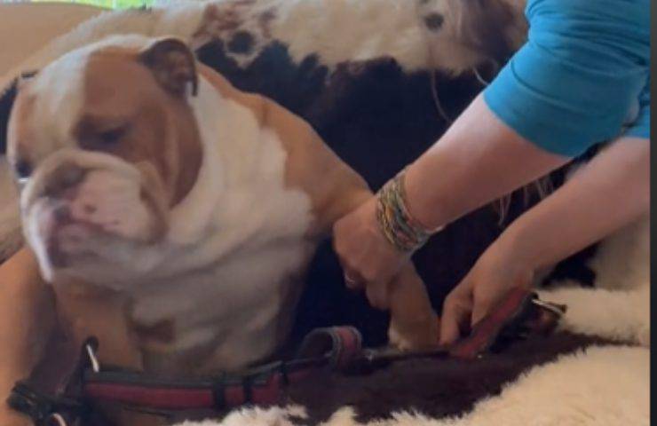 Bulldog Harry protesta silenziosa