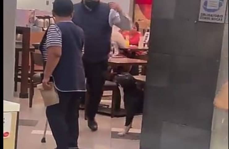 Camerieri mostrano la loro umanità aiutando un cane durante un temporale