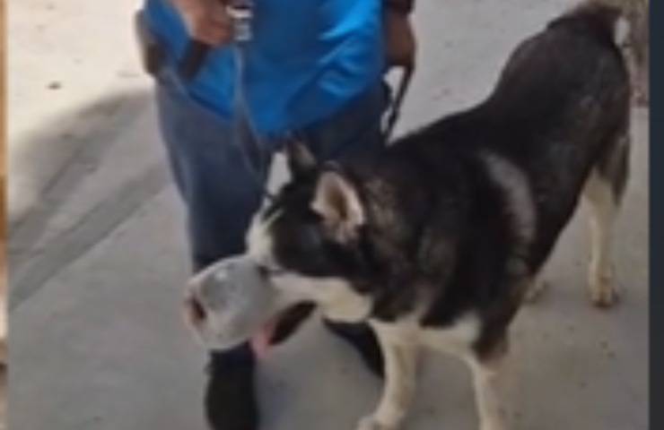 cane Husky Rex tumore