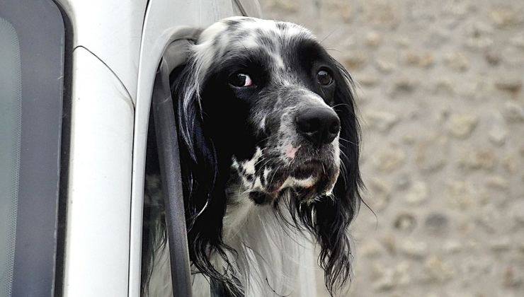 cane in auto