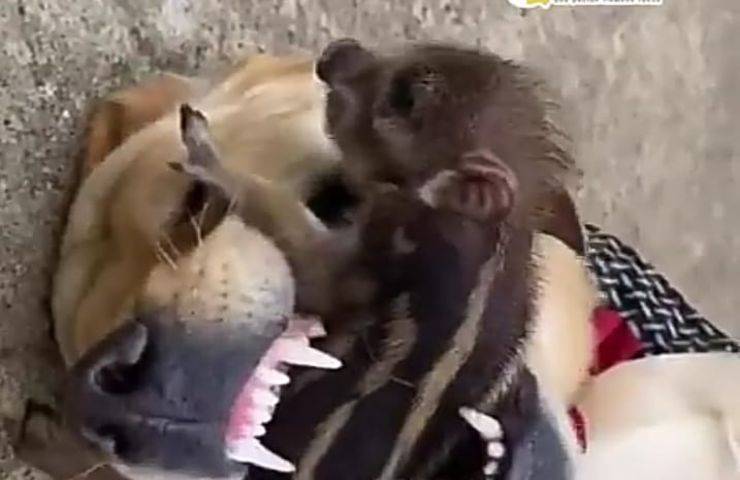 Cucciolo di cinghiale crede che il cane sia la sua mamma