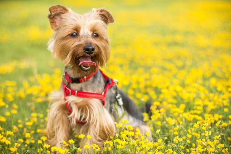 Cane tra fiori gialli