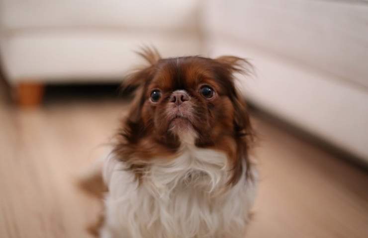 Cane ha paura