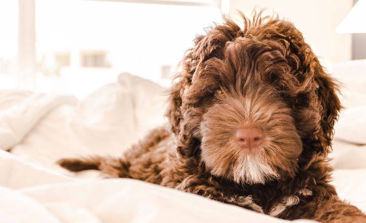 cane sul letto