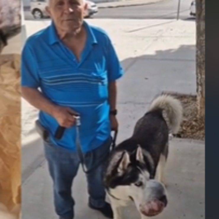 cane Husky prima operazione