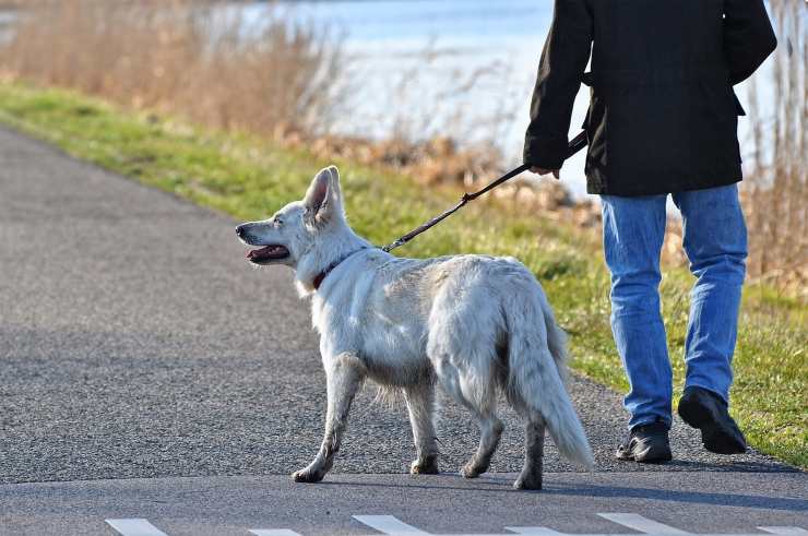 Cane passeggiata 