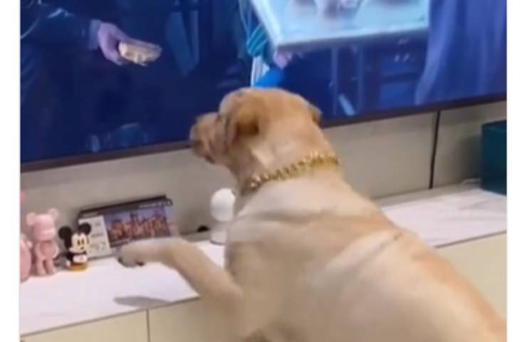 delusione Labrador panino televisione