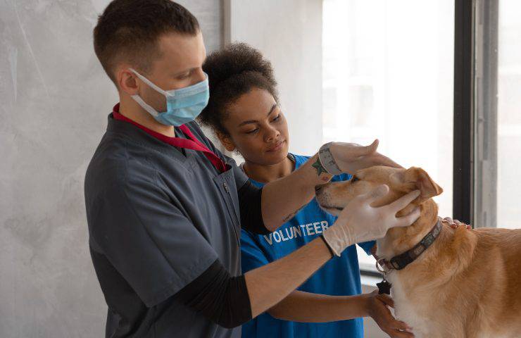 cane dal veterinario