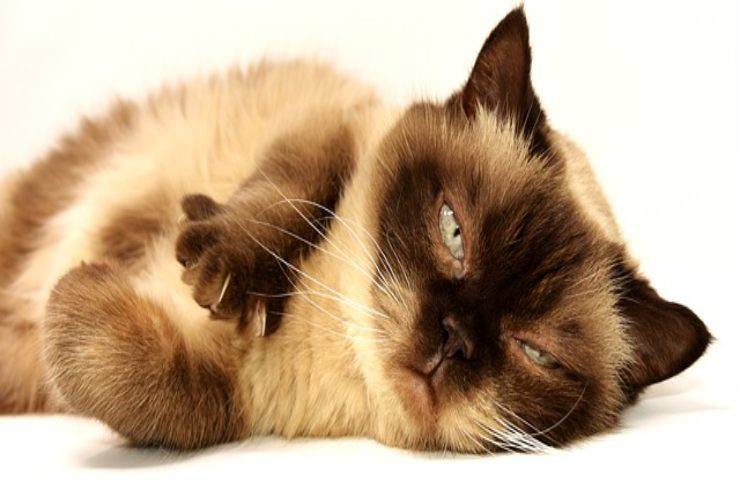 Gatto smarrito dalla clinica veterinaria