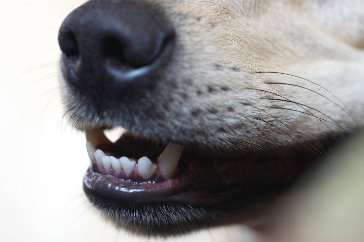 Il comportamento di fido