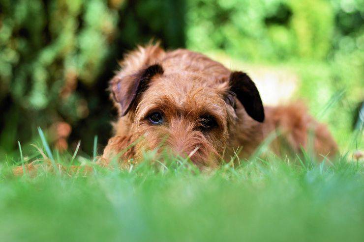 Cane con musetto nell'erba