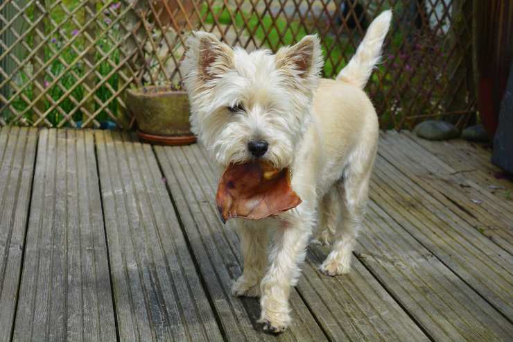 cane con cibo in bocca