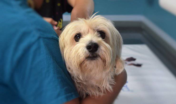 cane dal veterinario