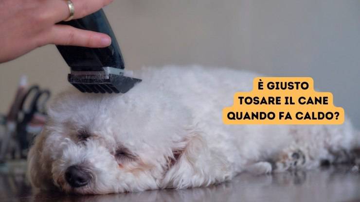 tosare il cane