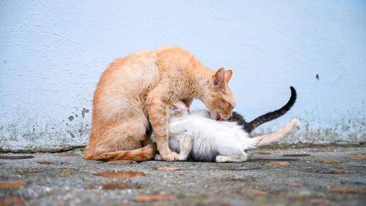 gatta con due cuccioli