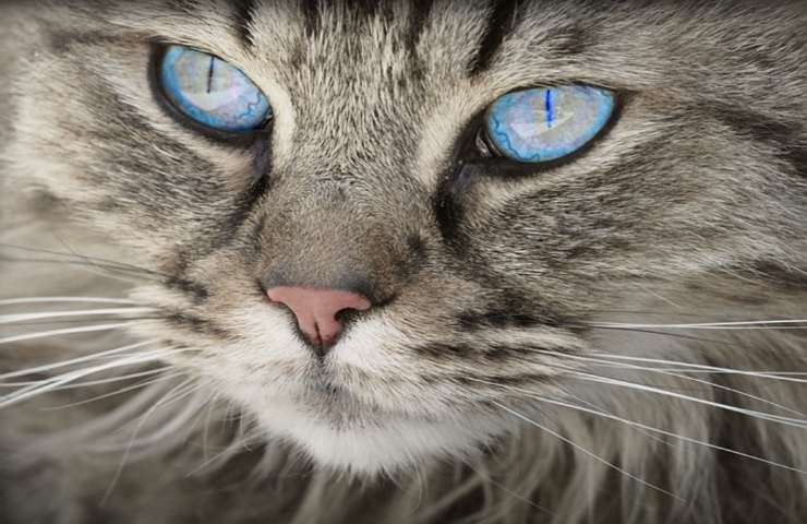 Gatto smarrito dalla clinica veterinaria