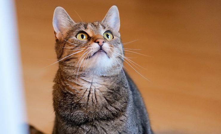 gatto che guarda in alto