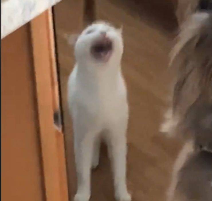 gattino modo miagolare particolare