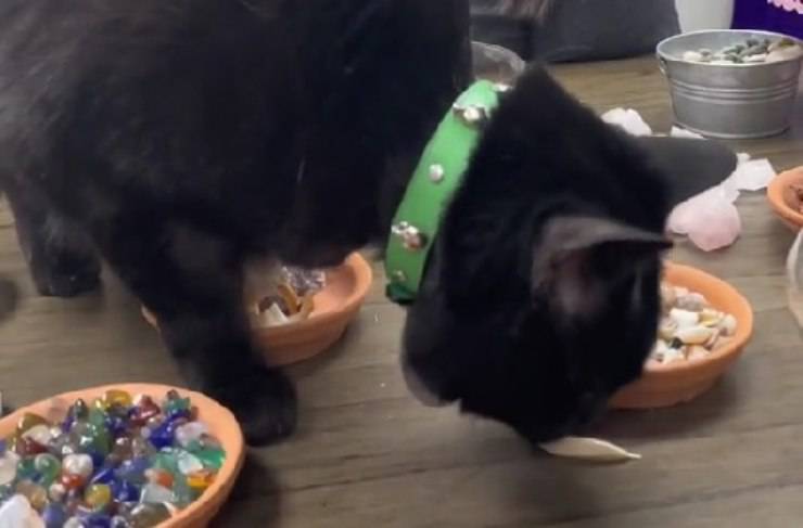 gatto nero 