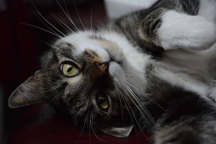 gatto simpatico